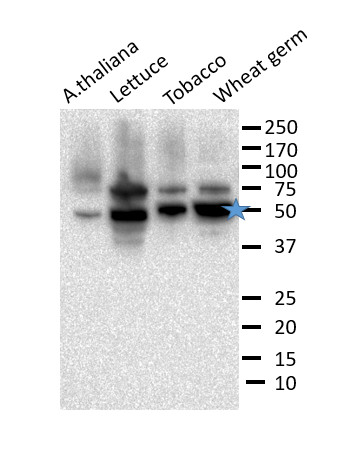 western blot using anti-eIF4A antibodies